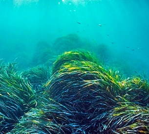 Noise pollution affects the structures within seagrass that help the marine plant detect gravity and store energy. Photo by Shane Gross/NPL/Minden Pictures
