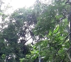 Forest in Fiji. Credit - Kelly Vacala, https://www.fbcnews.com.f