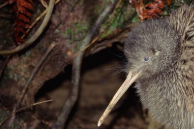 New Zealand Kiwi. Credit - AFP
