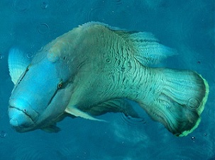 Napolean Wrasse. Credit - Taro Taylor, https://creativecommons.org/licenses/by/2.0