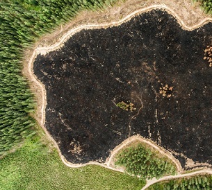 The new draft of the UN's biodiversity framework aims to have at least 20 per cent of degraded freshwater, marine and terrestrial ecosystems under restoration by 2030. Image: Jani Sipilä/Greenpeace.