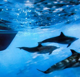 In this Oct. 15, 2014 file photo, dolphins swim along the side of a boat off the coast of San Pedro, Calif. (AP Photo/Richard Vogel)