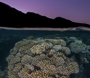 Credit: Tom Shlesinger