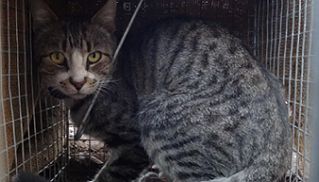 caged feral cat in Australia