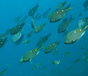 Call for 'oceans policy' for NZ. Credit - NZ DOC