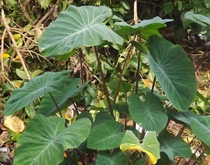 A Taro plant Photo: RNZI/Autagavaia Tipi Autagavaia