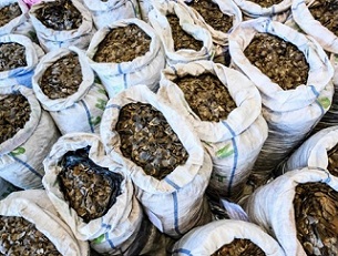 Pangolins are among the most trafficked animals in the world, targeted for their scales. Credit: Anthony Wallace/AFP/Getty