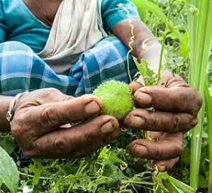 An Adivasi woman collecting uncultivated fruit in a forest in Jharkhand, India. Christina Felschen/Alamy Stock Photo