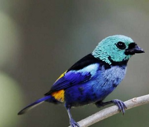 1 / 1Restricted to the Atlantic Forests of Brazil and at risk of extinction, this species require effective protected areas to prevent the loss and degradation of its forest habitats. Credit: Hector Bottai