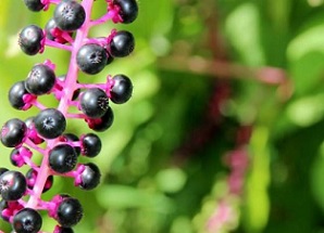 Protected areas' location may hinder conservation efforts of refugee species. Credit: CC0 Public Domain