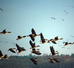 Monitoring shows protected areas safeguard bird populations. Credit: CC0 Public Domain