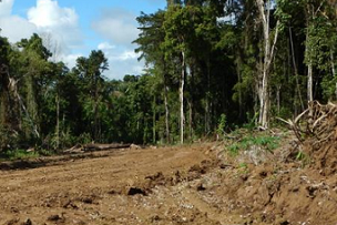 A logging road in East Sepik Province, PNG. Photo: Global Witness Media Hub