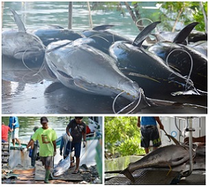 PICRC Partners with BOFI to Study Tuna Spawning in the PNMS. Credit - https://islandtimes.org/