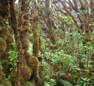 Native Hawaiian snail habitat on Pu'u Kukui, Maui. Credit: Robert Cowie