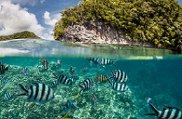 coral reefs and fish. credit - http://geographical.co.uk/