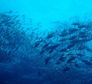 Climate change threat to ‘tuna dependent’ Pacific Islands economies. Credit - ISSF_Jeff Muir