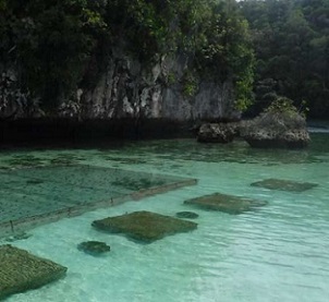 The government and fishermen of Palau are setting up sustainable aquaculture farms near their shores in an effort to ensure food security for generations to come. Their planning work uses information from NASA's satellites to protect the country’s rich ecosystems. Credit: Courtesy of Fabio Siksei
