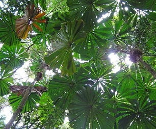 Credit - www.gleninnesexaminer.com.au