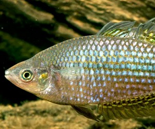 Habitat of the desert rainbowfish is predicted to shrink due to climate change. Photo by Gunther Schmida