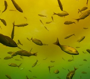 Photograph: James RD Scott/Getty Images