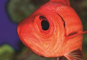 Easter Island’s waters are known to contain geological hot spots and oases teeming with life. Eduardo Sorensen The Pew Charitable Trusts