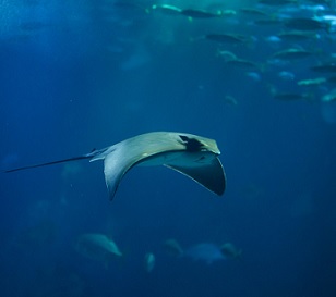 Common eagle ray (Myliobatis aquila) is one of eight rays reclassified as Critically Endangered. Credit - © Vladimir Wrangel / Shutterstock / WWF