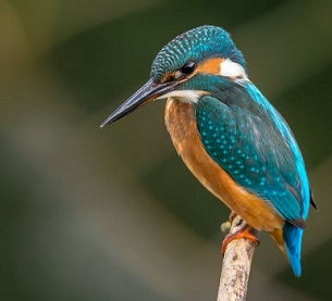 Is Rewilding The Conservation Strategy We Need To Restore Biodiversity?. Credit - Vincent van Zalinge/Unsplash.