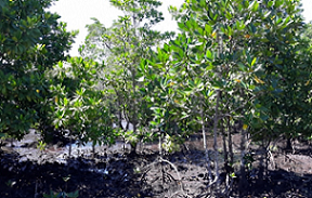 mangroves, Malaita province, Solomon islands. Credit - www.solomonstarnews.com