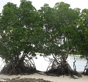 Rhizohpora mangroves in North Tarawa, Kiribati. Credit - V. Jungblut, SPREP