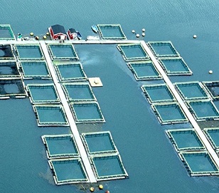 Plenty of fish in the sea: a salmon farm in Canada. Credit: Michele and Tom Grimm/Alamy