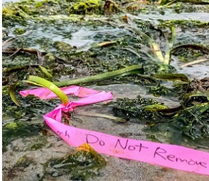 Credit: Cornell University