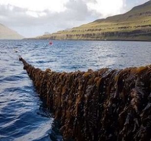 Seaweed farming in the Faroe Islands. Credit: Ocean Rainforest