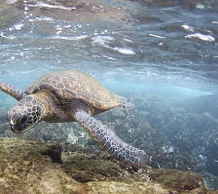 A green sea turtle. Credit - NOAA PACIFIC ISLANDS FISHERIES SCIENCE CENTER