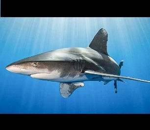 The oceanic whitetip shark (Carcharhinus longimanus) generally lives in the open ocean. Credit - Simon Lorenz/WWF-Hong Kong.