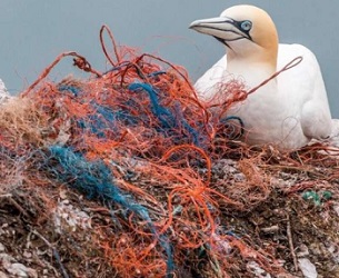 marine plastic litter. Credit: Pixabay/CC0 Public Domain