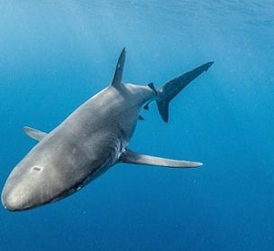 A silky shark. Image © Pelayo Salinas/Charles Darwin Foundation.