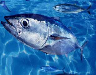 Solomons PM makes UN call for curb on illegal fishing. Credit - 123RF