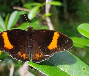 The Mariana 8-spot butterfly, endemic to Guam. Photo - Matthew Putnam/University of Guam 