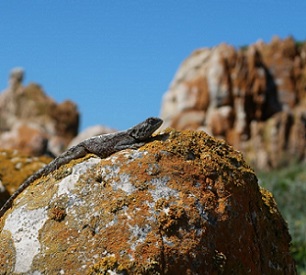 Some animals, such as lizards, tortoises and insects, will encounter thermal stress as a result of climate change. Credit: Dr Susana Clusella-Trullas