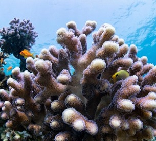 Stony corals pictured in their natural habitat in the Gulf of Eilat, at the northern tip of the Red Sea. Credit: Hagai Native/University of Haifa