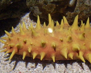 sea cucumber. Photo: 123RF