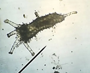 30-dayt old sea cucmber juvenile. Credit - Palau Bureau of Marine Resources (BMR)