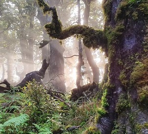 Credit - RNZ/Sally Round