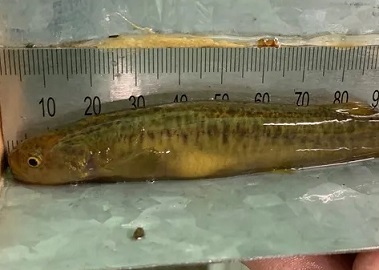  The only known home of the stocky galaxias is a 3km stretch of creek in Kosciuszko national park. Photograph: Chris Walsh of NSW DPI
