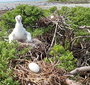 Young Kota'a with eggs. Credit - Te Ipkukarea Society