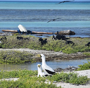 Masked Booby (Lulu pair) with a derelict drifting polystyrene foam and bamboo Fish Aggregation Device (FAD) in the background. Credit - www.cookislandsnews.com