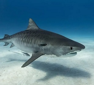 Tiger sharks can grow even larger than great whites (Getty )