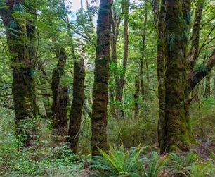 A tree might qualify for protection if it is a landmark or important to mana whenua. Photo: 123RF