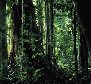 Image by Lorette Dorreboom/Greenpeace.