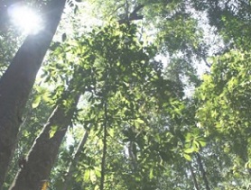Kabili-Sepilok Forest Reserve, Sabah, Borneo. Credit: Dr. Lindsay F. Banin